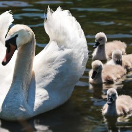 Laurki, kwiatki, czekoladki – refleksyjnie o Dniu Matki